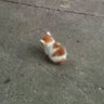 햄