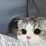 로*리