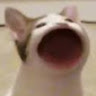 응애
