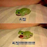 물범