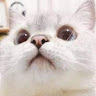 음머