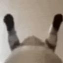 sn****oi
