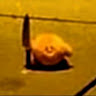 l'********il