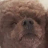 쿠조