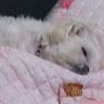 푸딩****무비