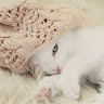 어*이