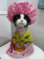 Cat's Shop and Services